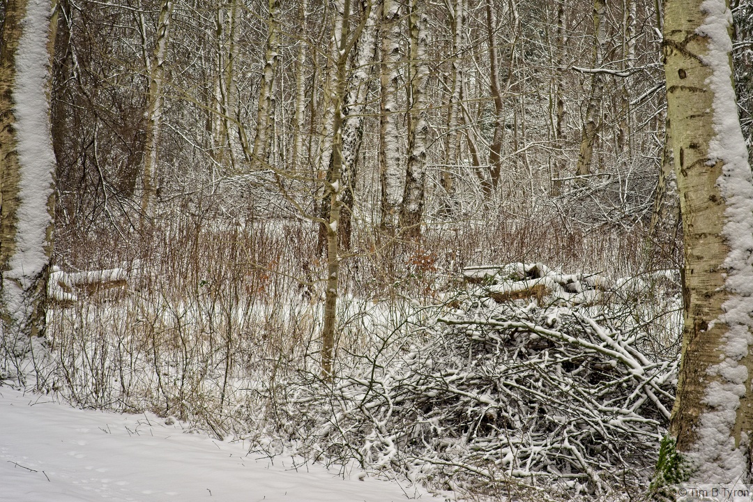 _DSC8528.jpg