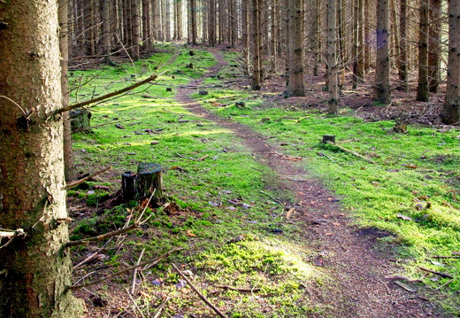 Ravnsholtskov